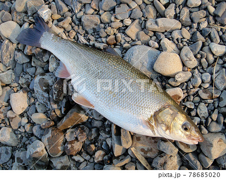 静岡県の瀬戸川河口でルアーに掛かったマルタ 静岡県の瀬戸川河口でルアーに掛かったマルタ 78685020