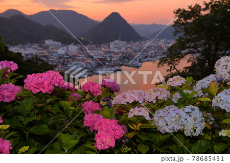 静岡県下田市　伊豆の下田公園　アジサイ名所の紫陽花と下田富士や下田市街の夕景 78685431