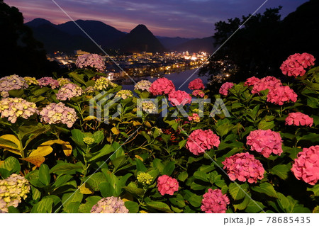 静岡県下田市　伊豆の下田公園　アジサイ名所の紫陽花と下田富士や下田市街の夕景 78685435