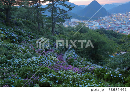 静岡県下田市 伊豆の下田公園 アジサイ名所の紫陽花と下田富士や下田市街の夕景の写真素材