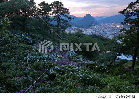 静岡県下田市　伊豆の下田公園　アジサイ名所の紫陽花と下田富士や下田市街の夕景 78685442
