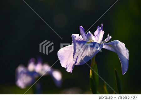 菖蒲の花 78685707