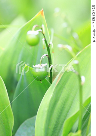 かわいいススランの実 78685719