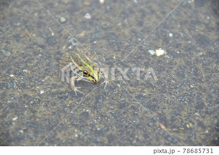 水たまりのトノサマガエル 水たまりのトノサマガエル 78685731