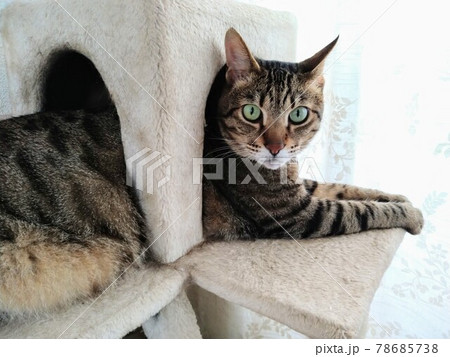 キャットタワーでくつろぐキジトラ猫 キャットタワーでくつろぐキジトラ猫 78685738