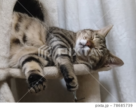 キャットタワーでくつろぐキジトラ猫 キャットタワーでくつろぐキジトラ猫 78685739
