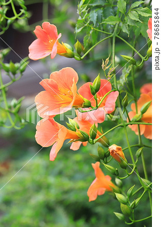 オレンジ色のノウゼンカズラの花とつぼみの写真素材