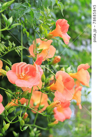オレンジ色のノウゼンカズラの花とつぼみ オレンジ色のノウゼンカズラの花とつぼみ 78685845