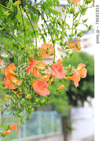 オレンジ色のノウゼンカズラの花とつぼみの写真素材