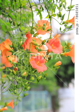 オレンジ色のノウゼンカズラの花とつぼみ オレンジ色のノウゼンカズラの花とつぼみ 78685851