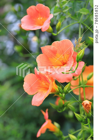 オレンジ色のノウゼンカズラの花とつぼみの写真素材 オレンジ色のノウゼンカズラの花とつぼみの写真素材
