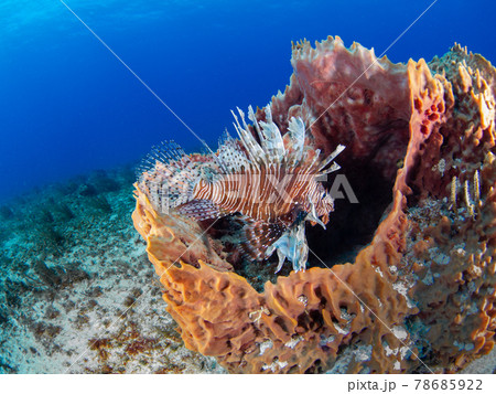 ミズガメカイメンとハナミノカサゴ (プラヤ・デル・カルメン、メキシコ) 78685922
