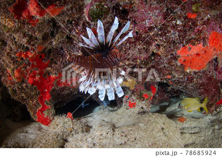 珊瑚礁の岩に沿って泳ぐハナミノカサゴ (プラヤ・デル・カルメン、メキシコ) 78685924