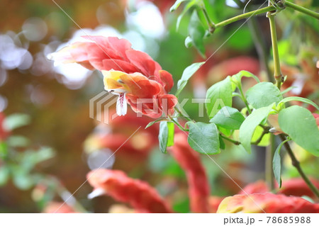 エビに似た小海老草（コエビソウ）の花　 78685988