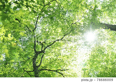 カーボンニュートラル 78686009