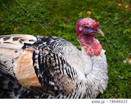 七面鳥 78686022