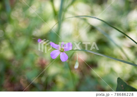 ヒメフウロ 78686228