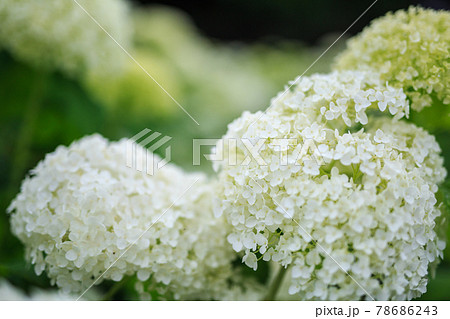 白い紫陽花アナベルの写真素材
