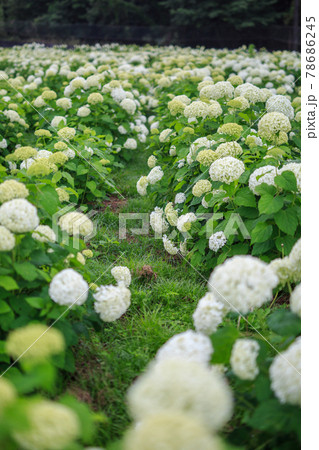 白い紫陽花アナベル 白い紫陽花アナベル 78686245