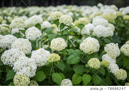 白い紫陽花アナベルの写真素材