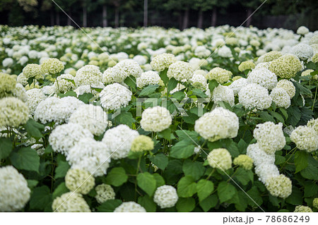白い紫陽花アナベルの写真素材