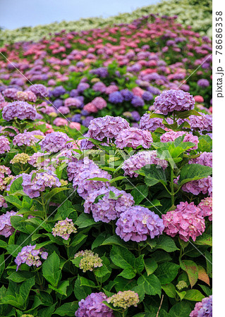 かざはやの里あじさいまつり かざはやの里あじさいまつり 78686358