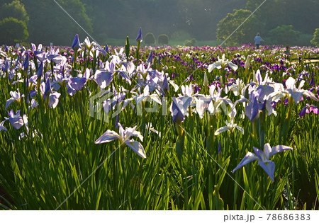 菖蒲の花 78686383