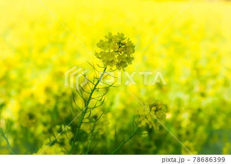 房総半島 春の陽射しに黄金色に染まる菜の花畑の写真素材