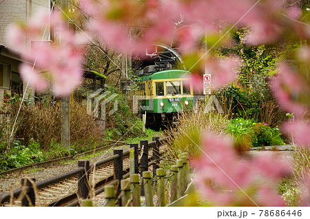 江ノ電と桜 78686446