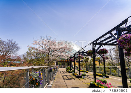 鳥取県 春のとっとり花回廊 桜とフラワードーム 鳥取県 春のとっとり花回廊 桜とフラワードーム 78686601