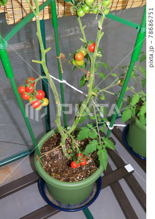 ミニトマト　プチトマト 78686751