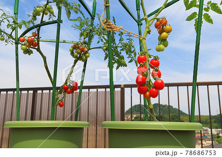 ミニトマト プチトマト ミニトマト プチトマト 78686753