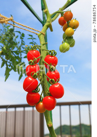 ミニトマト　プチトマト 78686754