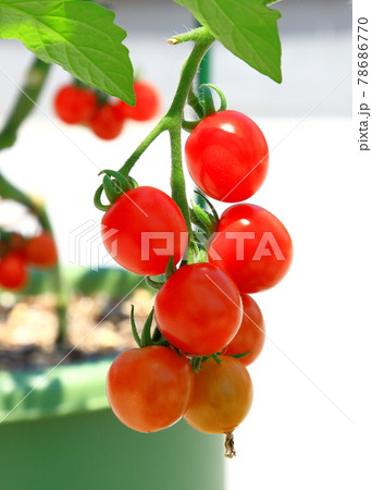 ミニトマト プチトマトの写真素材