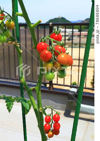 ミニトマト　プチトマト 78686804