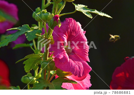 タチアオイの花 78686881