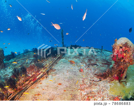 黒いハネガヤに覆われた海底ケーブル (プラヤ・デル・カルメン、メキシコ) 78686883