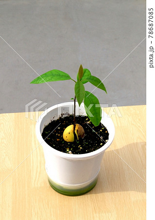 アボガドの芽 アボガドの芽 78687085