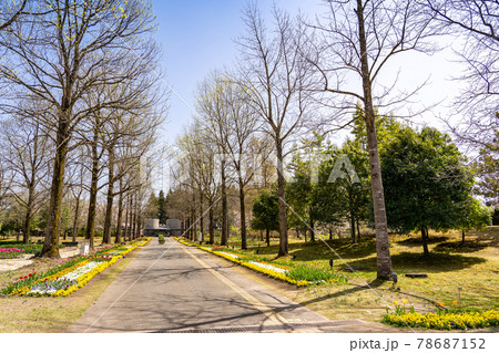 鳥取県 春のとっとり花回廊 フラワードームからゆりの館への並木道 鳥取県 春のとっとり花回廊 フラワードームからゆりの館への並木道 78687152