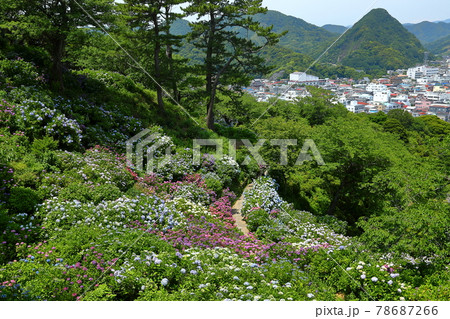 静岡県下田市 伊豆の下田公園 アジサイ名所の紫陽花と下田富士や下田市街の景色の写真素材
