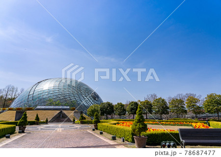 鳥取県　春のとっとり花回廊のヨーロピアンガーデンとフラワードーム 78687477