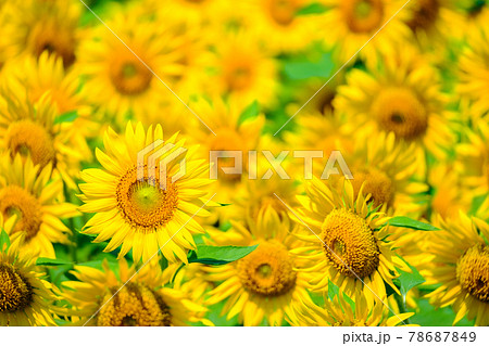 ひまわり ひまわり 78687849