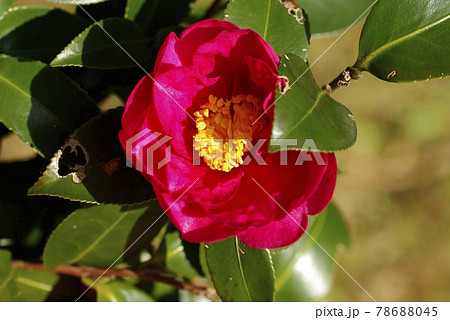 サザンカ（山茶花）の真っ赤な花が故郷の田舎を想い出す 78688045