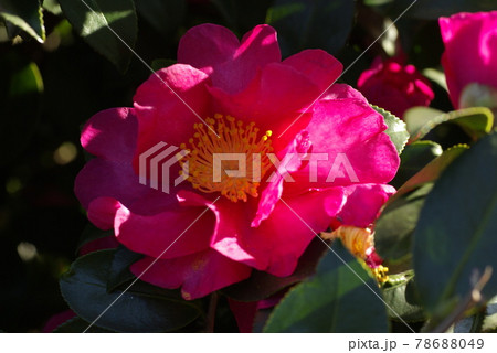 サザンカ(山茶花)の真っ赤な花が故郷の田舎を想い出す サザンカ(山茶花)の真っ赤な花が故郷の田舎を想い出す 78688049