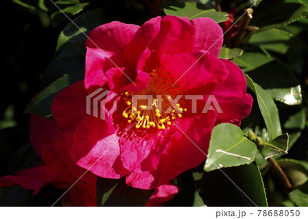 サザンカ(山茶花)の真っ赤な花が故郷の田舎を想い出す サザンカ(山茶花)の真っ赤な花が故郷の田舎を想い出す 78688050