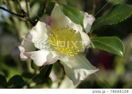 白いサザンカ(山茶花)の花が清楚で美しい 白いサザンカ(山茶花)の花が清楚で美しい 78688108