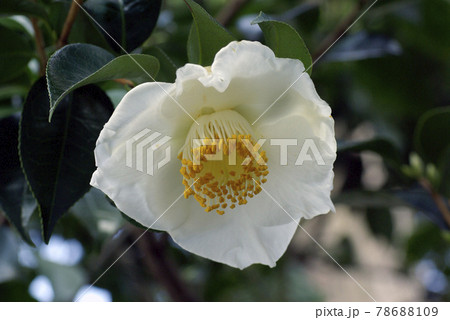 白いサザンカ（山茶花）の花が清楚で美しい 78688109