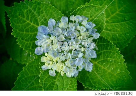 あじさい 78688130