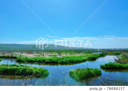 パシクル沼の湿原 (北海道) パシクル沼の湿原 (北海道) 78688157