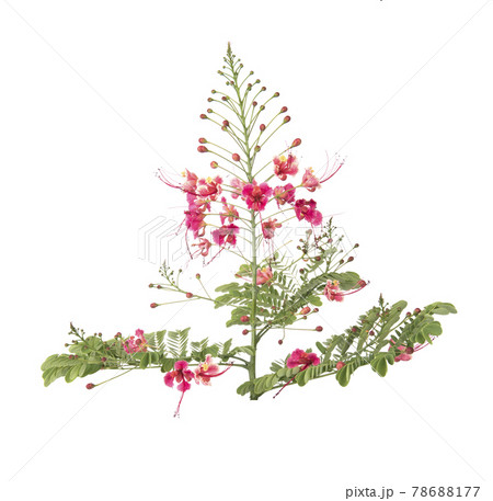 Barbadose Pride isolated on white background Barbadose Pride isolated on white background 78688177